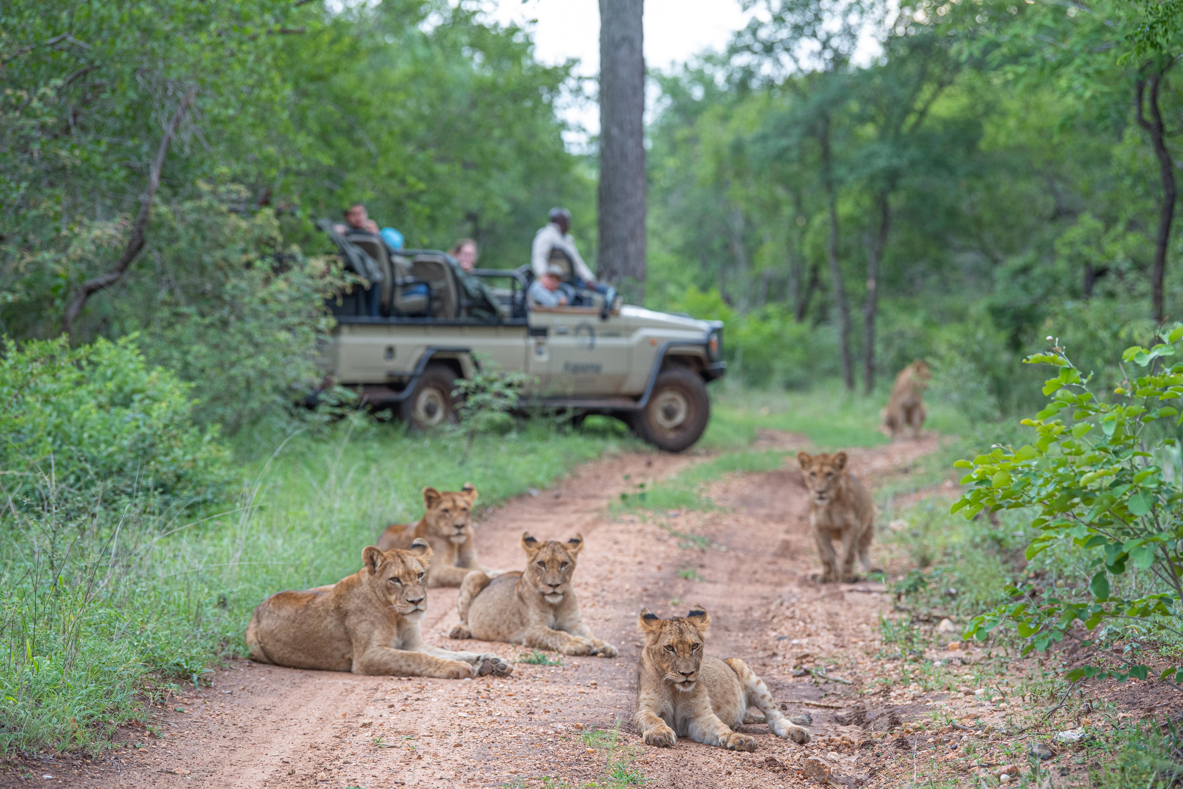 Kapama Southern Camp Hoedspruit Dış mekan fotoğraf